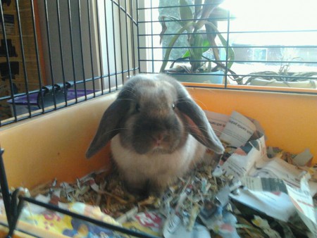 här är min kanin Stampe den här bilden togs 2011