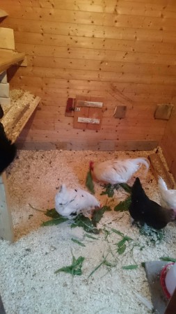 favoriten är maskrosblad