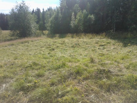 slåtter 2013